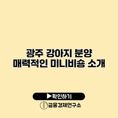 광주 강아지 분양 매력적인 미니비숑 소개